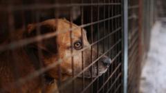Imported dogs ‘posing risk to UK’, RSPCA warns